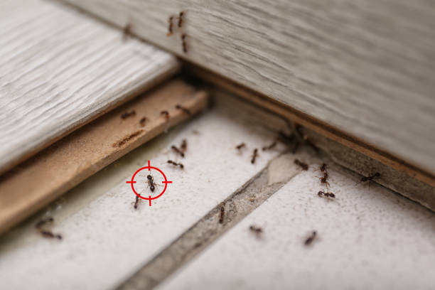 Best Emergency Pest Control  in Severance, CO