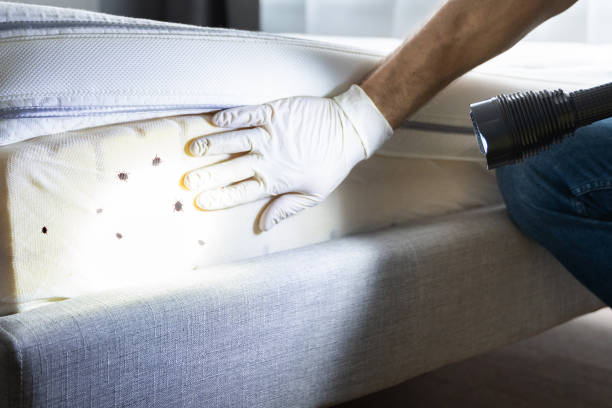 Best Exterminator Services  in Severance, CO