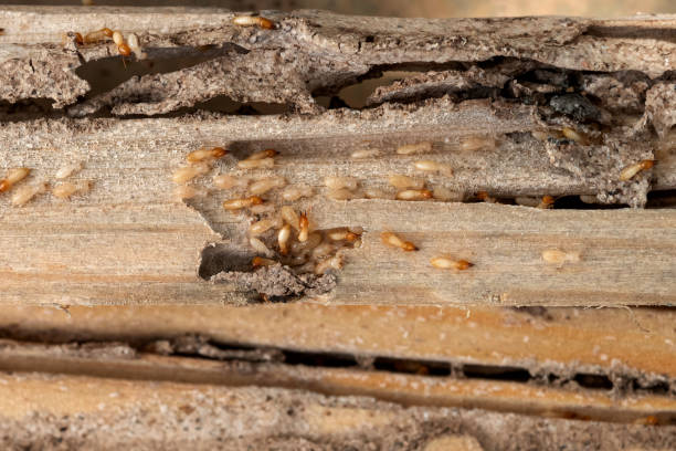 Best Pest Control Near Me  in Severance, CO