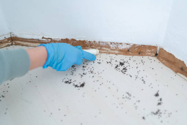 Best Pest Control Near Me  in Severance, CO
