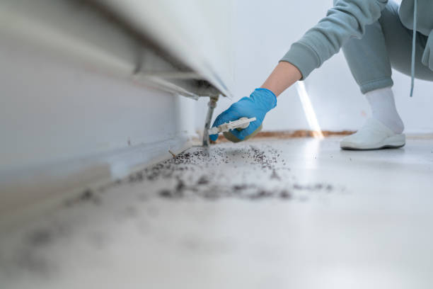 Best Wasp Removal Services  in Severance, CO